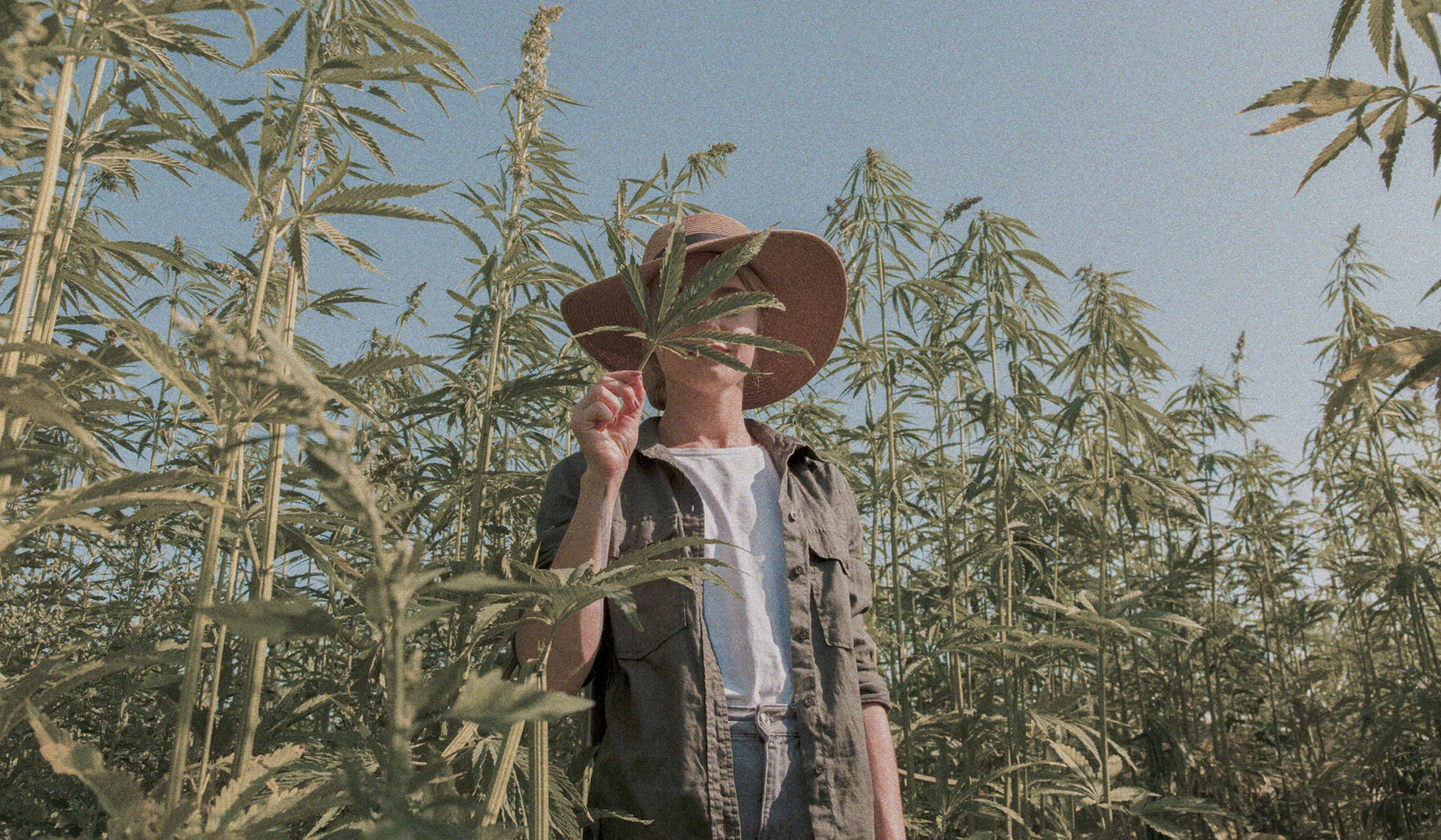 Nature's embrace: A woman gracefully obscured behind a vibrant marijuana leaf on an organic regenerative farm, symbolizing harmony with nature.